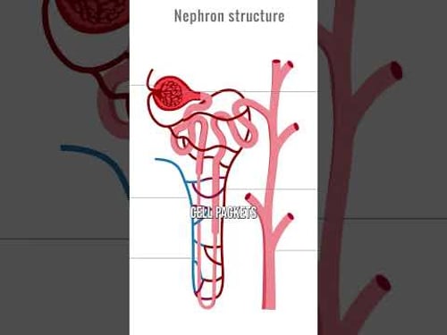 How To Avoid Kidney Damage Forever!