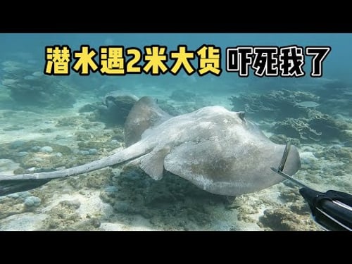 《环球探海记》阿曼 第46天:今天带粉丝朋友潜水赶海,收获1条超大的猪齿鱼! #自由潜渔猎 #阿曼马西拉岛 #环球赶海旅行
