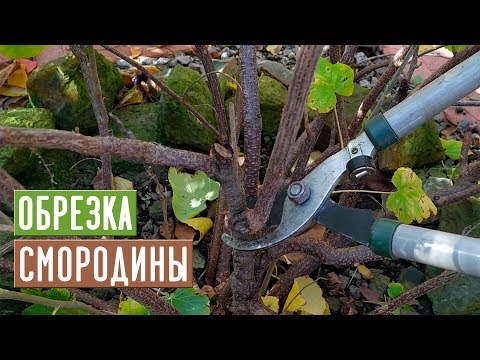 CURRANT 🌱 Proper pruning will increase the yield!!! / Garden guide