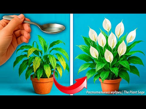 HYDROGEN PEROXIDE FOR INDOOR PLANTS 🌿 1 SPOONFUL PER LITER IS WHAT HAPPENED! 🌸