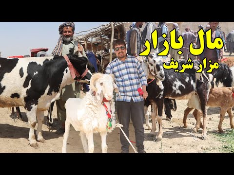 گزارش افغان تاپ،قیمت حیوانات مختلف،خر یا مرکب،گاوهای شیری، نسل گوسفند ترکی،بزهای سیستانیafghan top