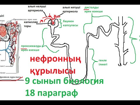Зәр шығару жүйесі | нефронның құрылысы | нефрон | бүйректің құрылысы | 9 сынып биология|