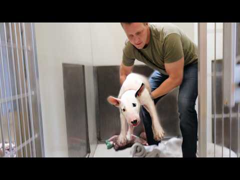 Breaking this Senior Bull Terrier Out of the Shelter!