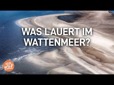 Was lauert im Watt? Die verborgene Welt der Nordsee | Doku