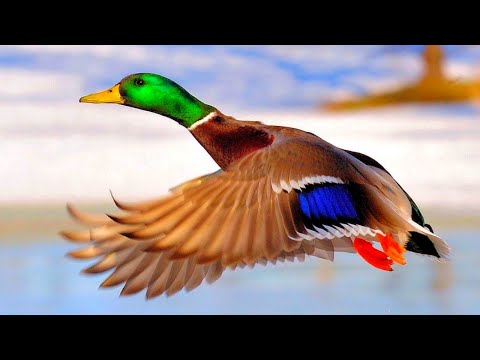 Николай Дроздов рассказывает об утках и гусях 🦆