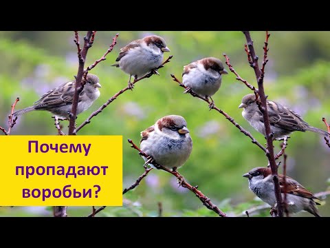 ВОРОБЬИ: почему они исчезают? Наталья Носова