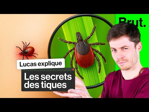 Understand everything about ticks and their attacks