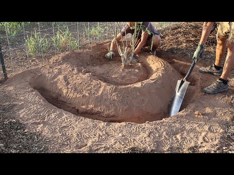 Planting Moringa to Capture Rain Water