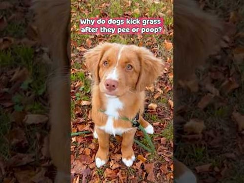 The Surprising Reason Dogs Kick Grass After Peeing! 🐕🚽