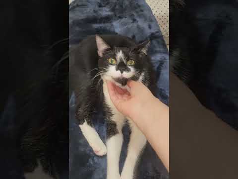 When Your Only Task Is Being Cute #youtubeshorts #ytshorts #catshorts #funnycats