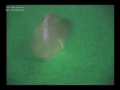 TRIPLE CHANGE SPELLBOUND