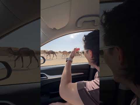Driving in the Sahara desert