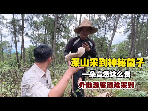 Tourist Hits the Jackpot with Rare Yunnan Mushroom – Do You Know Its Worth?