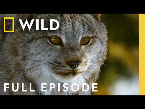 America's Mighty Mountains (Full Episode) | America the Beautiful | Nat Geo Animals
