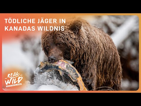 Die tödlichsten Raubtiere Nordamerikas