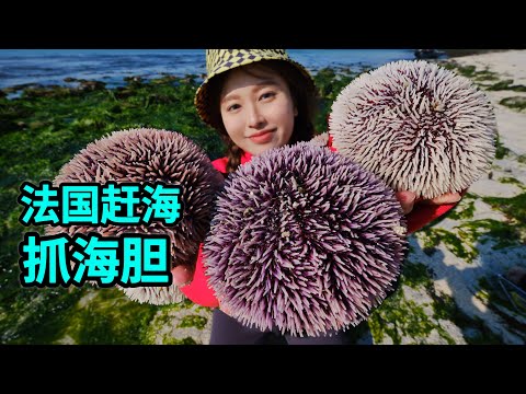 How to catch sea urchins in France, easily catch 30 in 1 minute, make sea urchin omelette delicious!