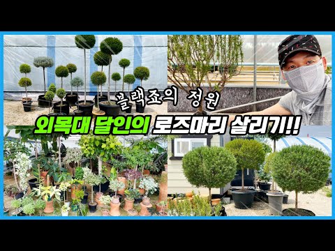 외목대 로즈마리 가지치기, 분갈이, 수형잡기 with 블랙죠의 정원!!