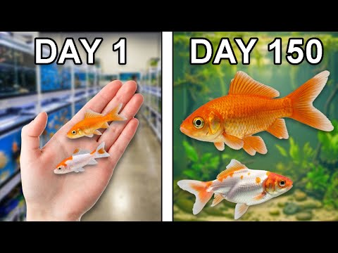 Raising Goldfish for 150 Days