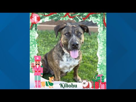 12 Strays of Christmas 2025: Meet Kiliohu