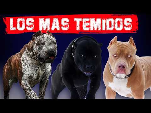 😨 Los 10 Perros mas Temibles del Mundo