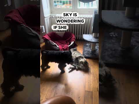 When our fur babies take a play break - too cute #schnauzer #siberiancat #furbabies