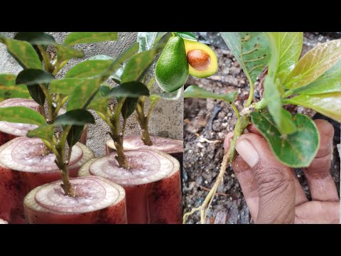 you must be asking questions,!!! Avocado shoot cuttings with banana stems can grow roots