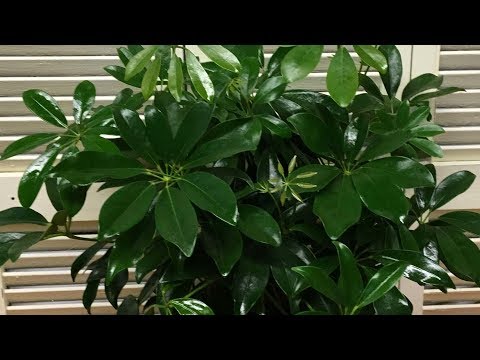 Как выращивать шефлеру, как размножить шефлеру