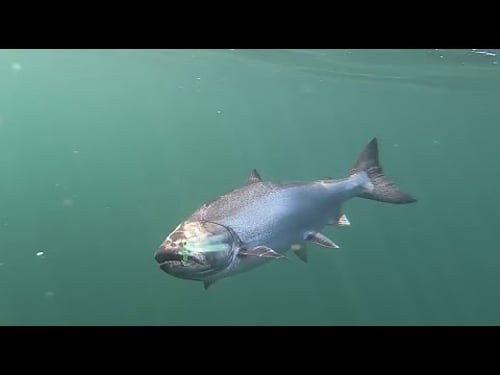 Underwater Salmon Bites
