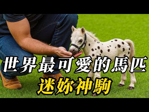 全世界最可愛的10種馬,第五名曾是皇室“貴族寵物”!第壹名體型小的超乎想象,竟和狗差不多大小!#世界之最 #动物 #动物世界 #科普