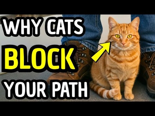 Your Cat Blocks Your Path? Here's What They're Really Saying