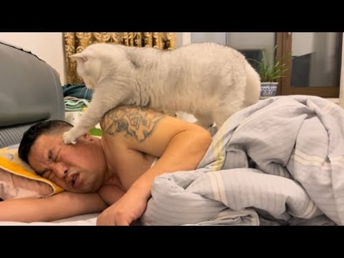 Cats being weird for no reason