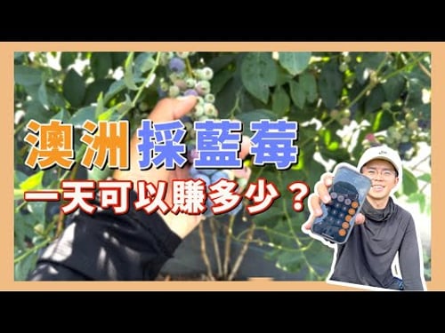 澳洲採藍莓,一天可以賺多少?【小馬說】農場生活|工作介紹|薪資收入2023