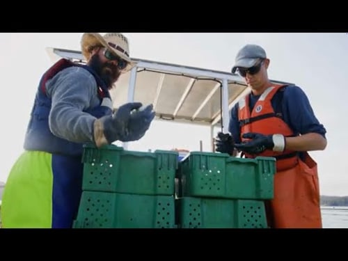 Introducing Pacific Seafood Sea Inlet Oysters