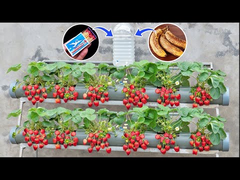 How to Grow Strawberries at Home Without Watering | Growing Strawberries from Seeds is Easy