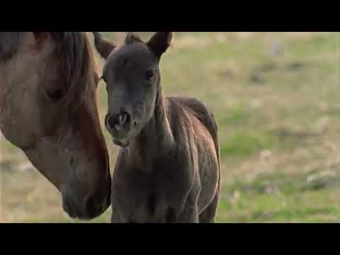 Cloud: Wild Stallion of the Rockies