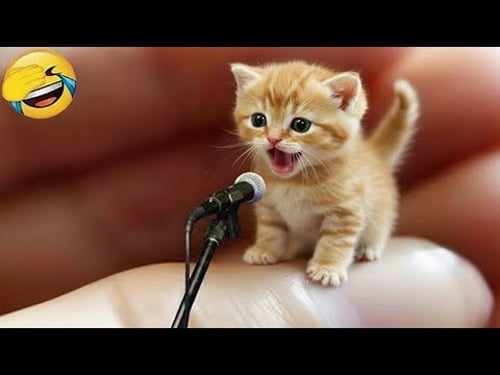 Intenta No Reír 😆 Los Animales Más Graciosos 😹🐶 Parte 4