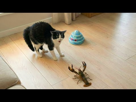 Cats Gone Crazy 😂 Funniest Cat Moments | Funny Animals Video