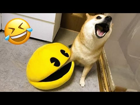 Best Funny Cat and Dog Fails #2 | Try Not To Laugh 2025