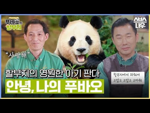 우리 모두의 영원한 아기 판다, 안녕 푸바오🐼 네가 있어 정말 행복했어 푸바오 #푸바오와할부지 l SBSNOW