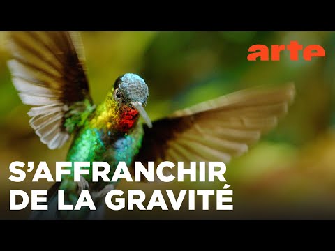 Décollage | Les animaux s'envoient en l'air | ARTE Évasion