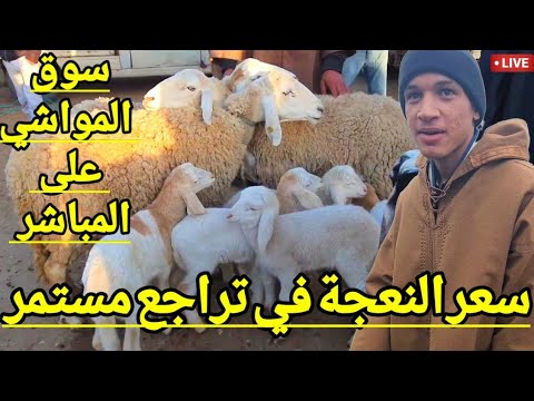 🔴 تراجع ملحوظ في سعر النعجة اليوم ! تابع معنا آخر اخبار سوق النعجة الوالدة و الرخلة و الخرفان الصغار