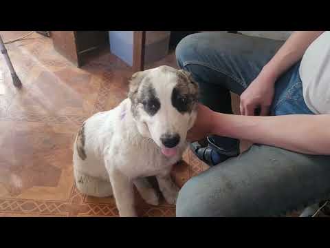 #алабай #сао 🐕 Обработка от клещей 💉 🦴