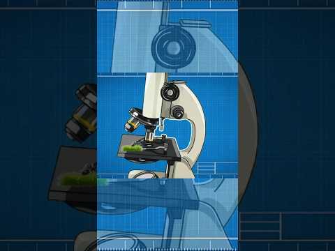 Youβll Regret Seeing This Under a Microscope π