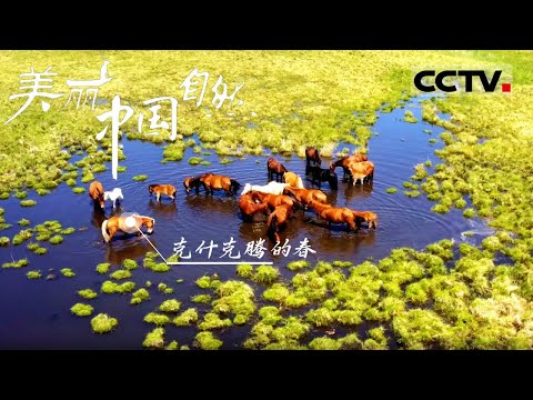 【ENG】荒芜又生机勃勃的大草原 克什克腾的春天 一场惊艳眼球的视觉盛宴即将上演!《美丽中国自然》克什克腾的春系列【CCTV纪录】