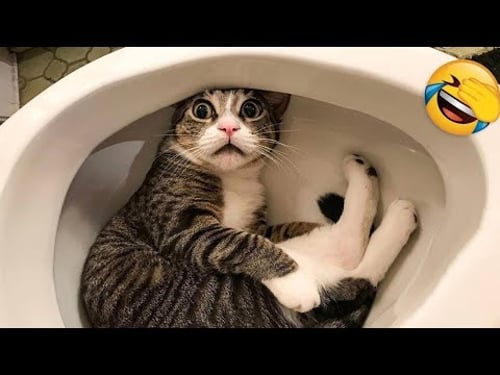 有趣的猫狗视频,动物迷惑行为大赏:智商可以不高,但整活必须够野!