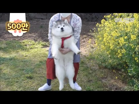 내겐 너무 가볍지않은 개 뚱스키 ㅣSiberian Fat-sky Dog Doesn't Know He's Fat LOL