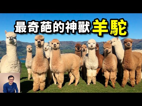 網紅神獸「草泥馬」,竟然大有來頭!史上最成功的牲畜——羊駝【老肉雜談】#動物 #寵物 #羊駝 #美洲 #alpaca