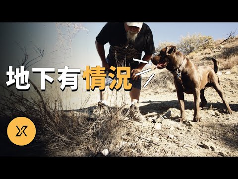 狗狗散步時突然停下腳步,加文·史密斯案 | X調查