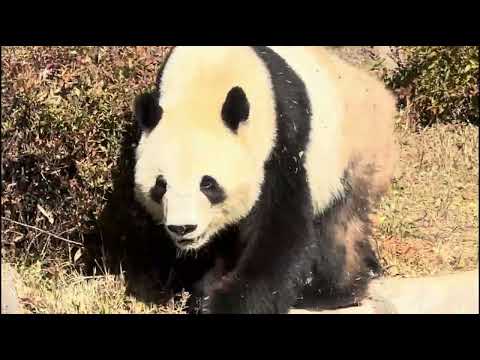 2025.12.12 シャオくんとレイちゃん 1月末に中国に返還されると12/15に正式発表されました。