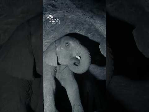 Entire Elephant Herd Disappears Into Hidden Cave - But WHY?